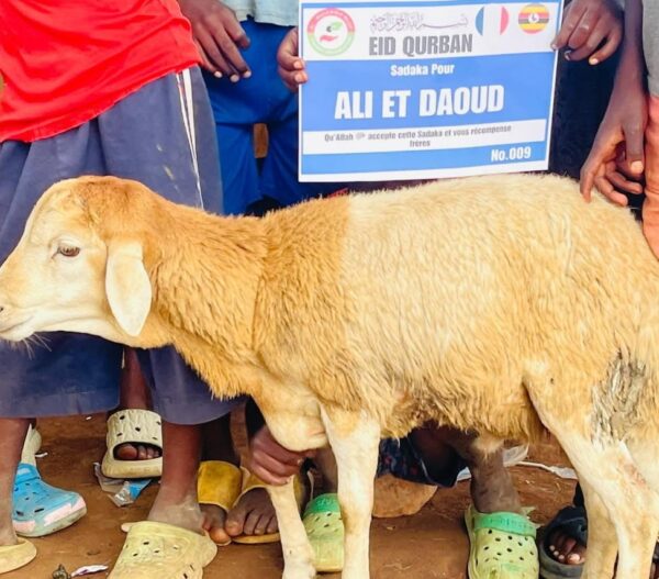 Offrir un mouton (kurban ou Akika)